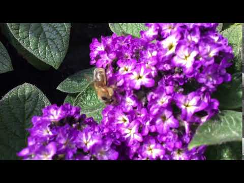 Biene in Gärtnerei Süberkrüb